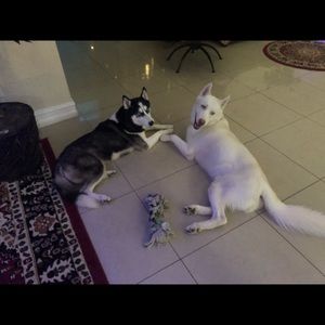 Meet your Posher, Yvette